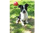 Adopt Klyde a Labrador Retriever / Mixed dog in Rossville, TN (41181762)