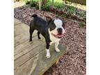 Adopt Bonnie a Labrador Retriever / Mixed dog in Rossville, TN (41181761)