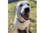 Adopt Maggie Lab a White - with Black Labrador Retriever dog in Dallas