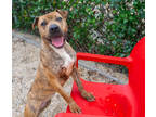 Adopt Speckles a Brown/Chocolate Shar Pei / Mixed dog in New Orleans