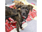 Adopt Poinsettia a Brindle Labrador Retriever / Mixed dog in Atlanta