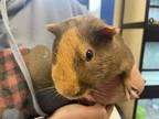 Adopt Peanut Butter a Sable Guinea Pig / Mixed (short coat) small animal in