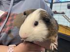 Adopt Milo a White Guinea Pig / Mixed (short coat) small animal in Boulder