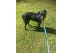 Adopt Pollo a Black Mixed Breed (Medium) / Mixed dog in Oceanside, CA (41182639)