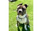 Adopt Banks a Brindle - with White Pit Bull Terrier dog in GREENLAWN