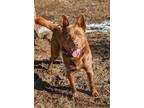 Adopt Max a Red/Golden/Orange/Chestnut Australian Kelpie / Mixed dog in Merritt