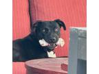 Adopt BERTHA a Black American Staffordshire Terrier / Labrador Retriever / Mixed