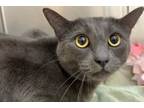 Adopt 655910 a Gray or Blue Domestic Shorthair / Mixed Breed (Medium) / Mixed