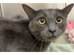 Adopt 655910 a Gray or Blue Domestic Shorthair / Domestic Shorthair / Mixed cat