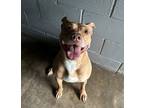 Adopt Kora a Tan/Yellow/Fawn Mixed Breed (Large) / Mixed dog in Covington