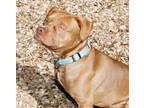 Adopt Romeo a Brown/Chocolate American Pit Bull Terrier / Mixed Breed (Medium) /