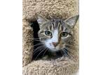 Adopt Portia a All Black Domestic Shorthair / Domestic Shorthair / Mixed cat in