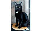 Adopt Hershel a Black & White or Tuxedo Domestic Shorthair (short coat) cat in