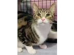 Adopt Kiley a Tan or Fawn Tabby Domestic Shorthair (short coat) cat in Oakland