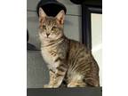Adopt Leo II a Brown Tabby Domestic Shorthair (short coat) cat in Canton