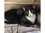 Adopt Claudra a All Black Domestic Shorthair / Domestic Shorthair / Mixed cat in