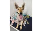 Adopt Queenie a Tan/Yellow/Fawn Shepherd (Unknown Type) / Husky / Mixed dog in