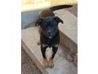 Adopt NONIE a Black - with Tan, Yellow or Fawn Rottweiler / Boxer / Mixed dog in
