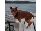 Adopt Jack a Feist dog in Acworth, GA (41181890)