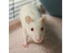 Adopt Snowball a White Rat / Rat / Mixed (short coat) small animal in