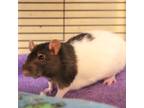 Adopt Precious a Black Rat / Rat / Mixed (short coat) small animal in