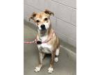 Adopt Serge a Tan/Yellow/Fawn Retriever (Unknown Type) / Mixed dog in