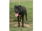 Adopt F23 FC 1449 Charley a Black American Pit Bull Terrier / Mixed Breed