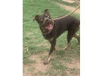 Adopt F24 LG 198 Cookie a Brown/Chocolate American Pit Bull Terrier / Mixed dog