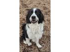 Adopt Asher a Black Newfoundland / Mixed Breed (Medium) / Mixed (short coat) dog