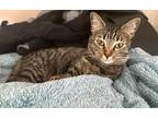 Adopt Lucy - Beetles Litter a Gray, Blue or Silver Tabby Domestic Shorthair