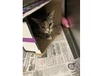 Adopt Pouncer a Gray or Blue Domestic Shorthair / Domestic Shorthair / Mixed cat