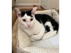 Adopt Huck a White (Mostly) Domestic Shorthair / Mixed (short coat) cat in