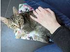 Adopt Martha a Brown Tabby Domestic Shorthair (short coat) cat in West Richland