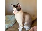 Adopt Simon a Cream or Ivory Domestic Shorthair / Mixed (short coat) cat in