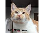 Adopt Spark Plug a Domestic Shorthair / Mixed cat in Lexington, KY (41181538)