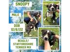 Adopt Snoopy a White American Staffordshire Terrier / Beagle / Mixed dog in