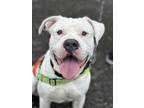 Adopt Kenzo a White American Pit Bull Terrier / Mixed dog in Madison