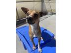 Adopt Gomez a Brown/Chocolate Rat Terrier / Mixed dog in Steamboat Springs