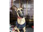 Adopt Mallory a Black - with Tan, Yellow or Fawn Belgian Malinois / Mixed dog in