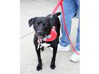 Adopt Cooper A a Labrador Retriever dog in Fairfax Station, VA (38895368)