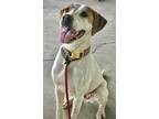 Adopt Kimberly a Pointer dog in Fairfax Station, VA (41181331)
