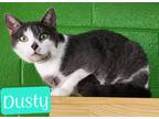 Adopt Dusty a Domestic Shorthair / Mixed (short coat) cat in Jim Thorpe