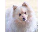Adopt Wilfred a Tan/Yellow/Fawn Pomeranian / Mixed dog in King City