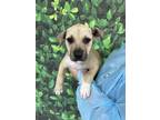 Adopt Fox a Tan/Yellow/Fawn Labrador Retriever / Shepherd (Unknown Type) / Mixed