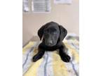 Adopt Veronica a Black Shepherd (Unknown Type) / Mixed dog in San Antonio