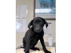 Adopt Svetlana a Black Shepherd (Unknown Type) / Mixed dog in San Antonio