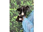 Adopt Gator a Black Labrador Retriever / Mixed dog in San Antonio, TX (41181157)