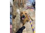 Adopt Trizzy a Labrador Retriever / Mixed dog in Darlington, SC (41181119)