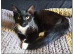 Adopt Goose a Black & White or Tuxedo Domestic Mediumhair (short coat) cat in