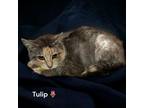 Adopt Tulip a All Black Domestic Shorthair / Mixed Breed (Medium) / Mixed (short